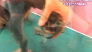 Груминг цвергшнауцера (летняя стрижка под машинку, тримминг)