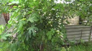 КИТАЙСКИЕ ОГУРЦЫ?? ФРУКТЫ РАСТУТ НЕПЛОХО???? котятки  ?