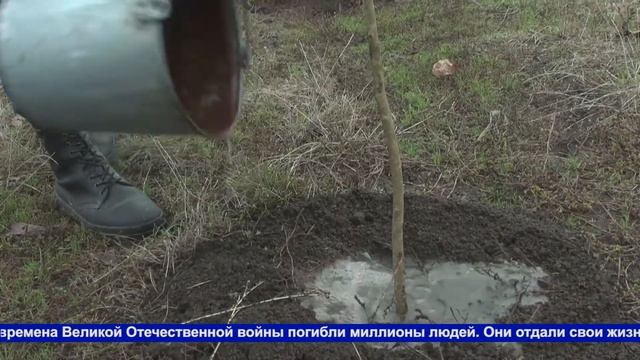 Посади дерево! В хуторе Привольном обрели новый дом молодые ясени.