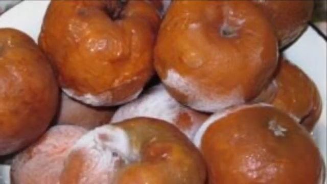 Почему яблоки остаются зимой на дереве смотреть онлайн