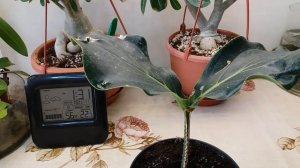 Мединилла-спаслась?