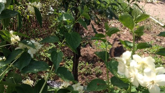 Бабочки. Крапивница смотреть онлайн