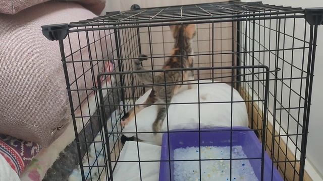 Манго потрепали собаки. смотреть онлайн