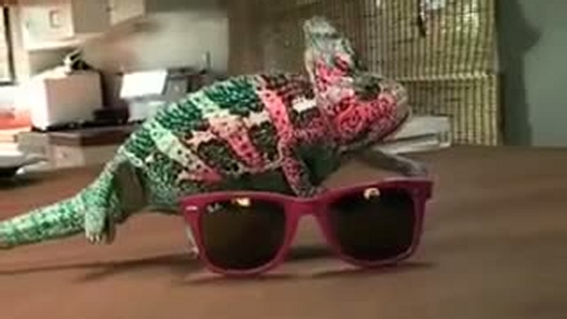 Хамелеон смотреть онлайн