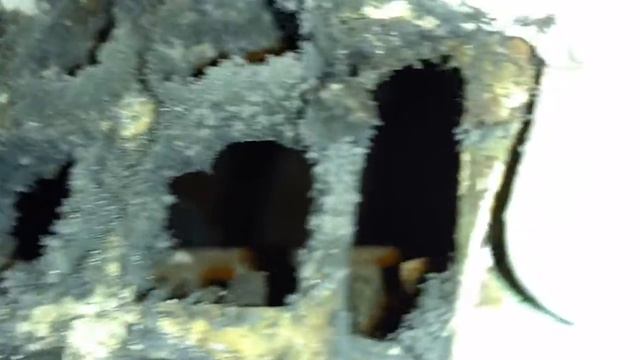 Спасение сраного голубя из вентиляции - 1 смотреть онлайн