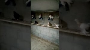 Голуби югорск