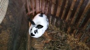 РАЗВЕДЕНИЕ КРОЛИКОВ С НУЛЯ/НАЧИНАЮ РАЗВОДИТЬ ПОРОДУ