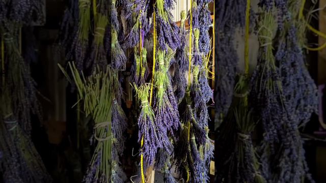 Laurel Lavender Farm смотреть онлайн