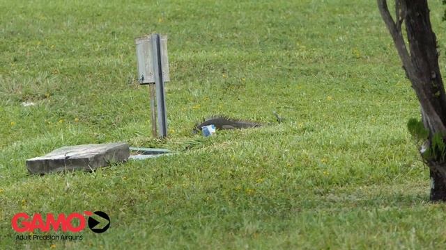 GAMO Goes Iguana Hunting смотреть онлайн