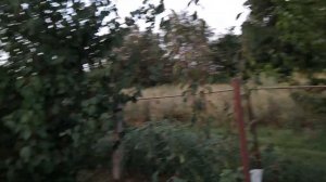 Что делать с ремонтантной малиной в августе