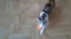 Смешные коты и кошки. Лающий кот