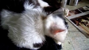 Самодельный воротник для кота.