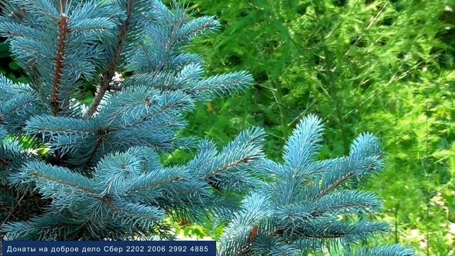 Оздоровление нервной системы Для девочек