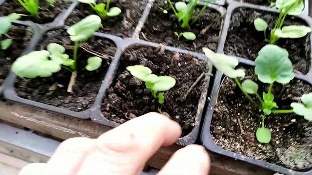 Зачем нам КАЛЬЦИЕВАЯ СЕЛИТРА ДЛЯ рассады? Обзор ЦВЕТОВ К 8 МАРТА! смотреть онлайн