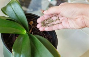 Подкормки орхидеи в домашних условиях