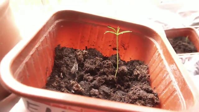 Что выросло из семян фирмы Симбиоз? Кто пророс первым? Мой опыт выращивания елей и тсуги смотреть онлайн