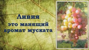 Ливия виноград.