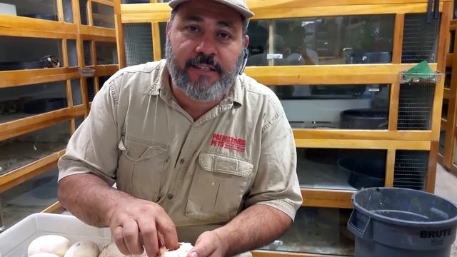 Killer Super Pink Retic! смотреть онлайн