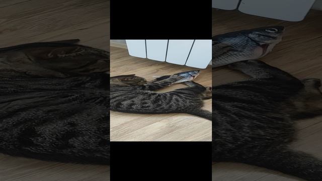 кот и рыба мечты