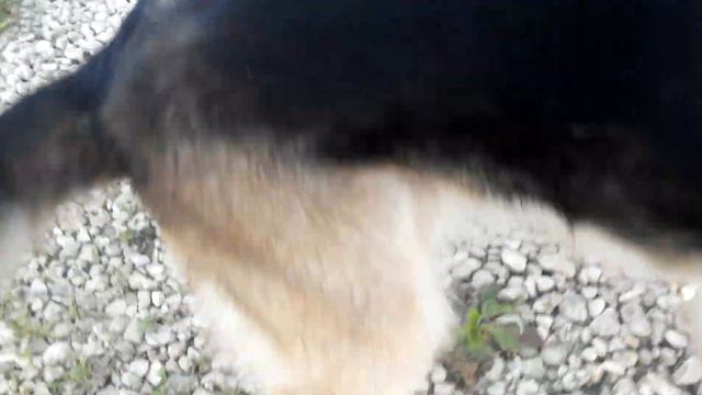 Моя собака смотреть онлайн