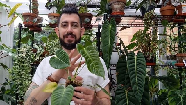 How I Grew My Anthurium Veitchii Plug Plant