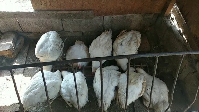 Поэтапное содержание бройлеров кобб-500 смотреть онлайн