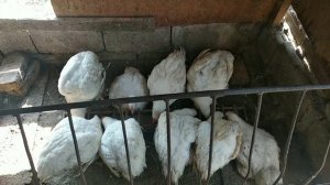 Поэтапное содержание бройлеров кобб-500