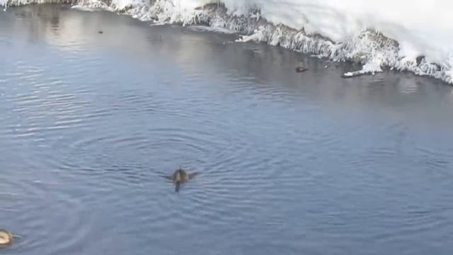 Дикие утки зимуют в городе. смотреть онлайн
