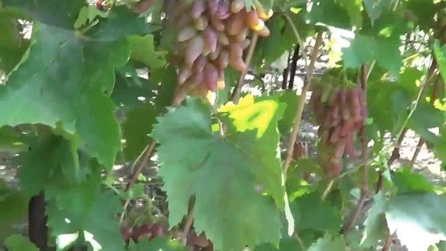 Сорт винограда Оригинал смотреть онлайн