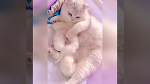 Невероятно красивая белая кошечка