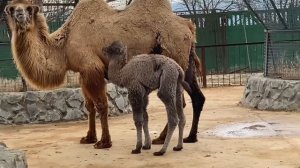 Верблюжонок учится бегать ,но НОЖКИ ПУТАЮТСЯ!