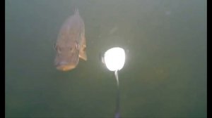 Сколько щука наберет веса если сожрать 200 кг рыбы? ИНТЕРЕСНОЕ О ЩУКЕ.