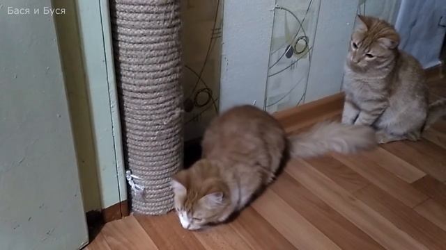 Точим как умеем. Когтеточка для кошек своими руками смотреть онлайн