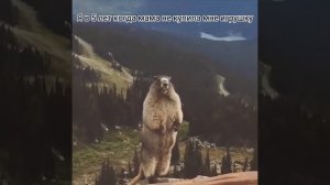 Орущий барсук|мем