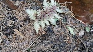 Папоротник Кочедыжник (Metallicum Pictum) кажется пропал. Ждать или выбросить? Июнь 2023