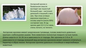 Презентация "Уникальные животные", Автор Елыкомова Ольга