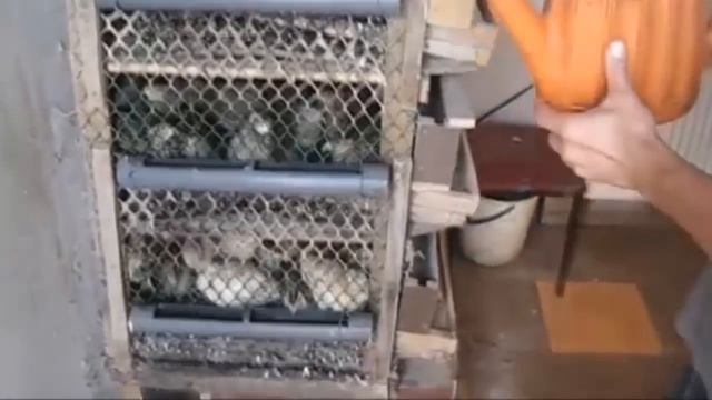 Основные болезни перепелов смотреть онлайн