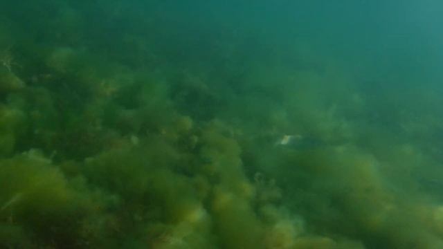 Подводная съемка фотоаппаратом Fujifilm Finepix XP120 Sky Blue смотреть онлайн