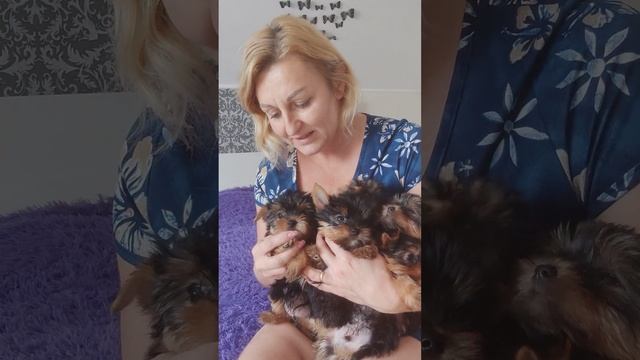 Счастье в дом.Продажа щеночков.#купитьщенкайорка#+79788972514 смотреть онлайн