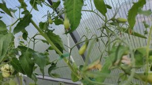 Томаты которые буду сажать 🍅