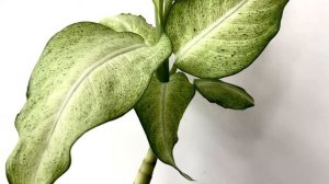 DIEFFENBACHIA CAMOUFLAGE [Short Video Overview]