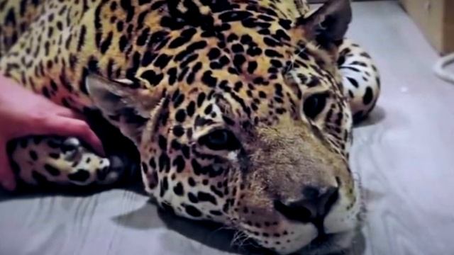 Беременная самка ягуара решила избавиться от детёнышей и вот что произошло! смотреть онлайн