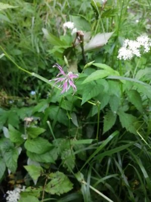 128. Кукушкин цвет - Silene flos-cuculi