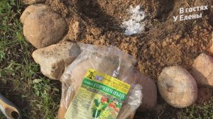 ОСЕННЯЯ ПОСАДКА ЛУКОВИЧНЫХ. ЭФФЕКТНЫЙ ДИЗАЙН. МОИ СЕКРЕТЫ, СРОКИ, ГДЕ И КАК.