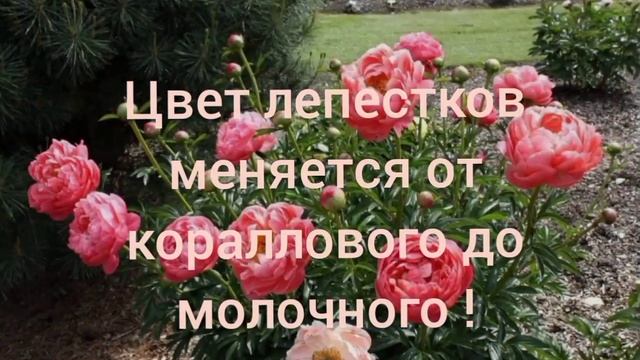10 Самых запоминающихся и популярных сортов пионов! смотреть онлайн