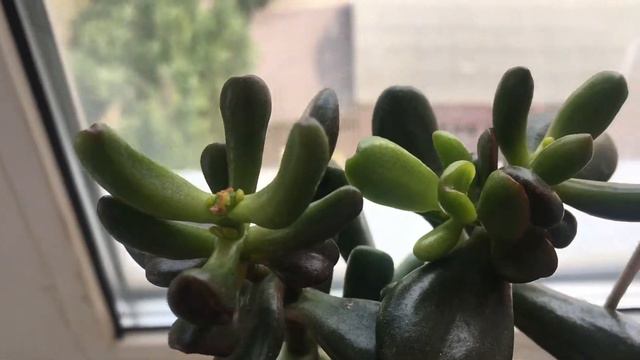 Денежное дерево. Красула Шрек смотреть онлайн