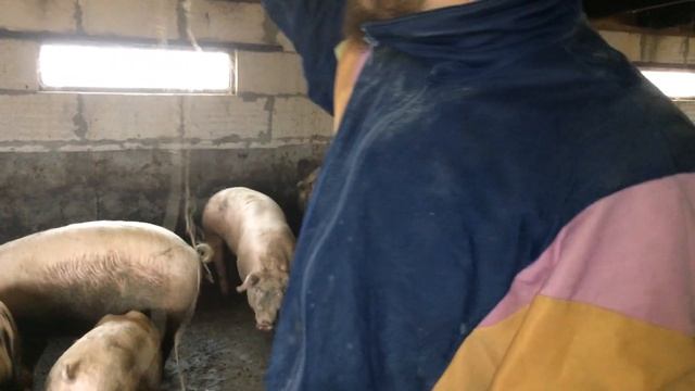 6 месяцев откорма свиней. 4 группа откорма. Обмер свиней. Свиноводство. смотреть онлайн