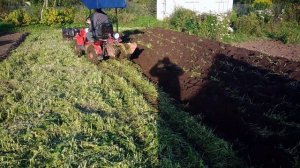 мтз 132 перепахвает скошеную горчицу 2х корпусным плугом