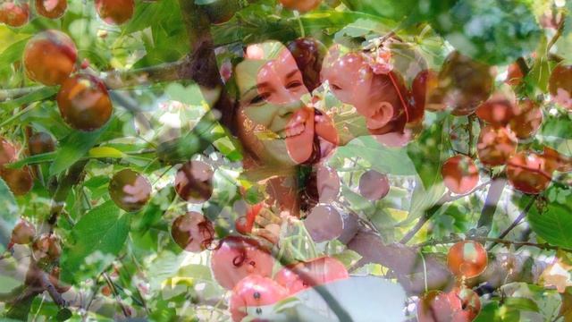 МАМИНА ВИШНЯ В САДУ АВФ. смотреть онлайн