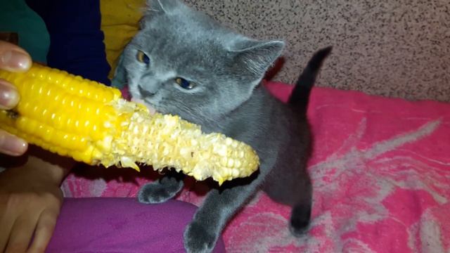 Приключения кошки Мышки, часть 2! Кошка и кукуруза (мелай)! Кошка-вегетарианка! смотреть онлайн